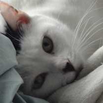 Thumbnail photo of Sweetheart Monique - #1