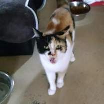 Thumbnail photo of Cali Rose #3