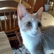 Thumbnail photo of Kiki C1352 #3