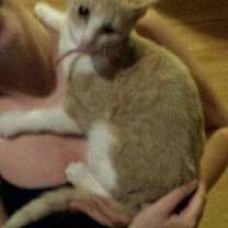 Thumbnail photo of Kiki C1352 #4