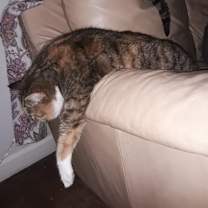 Thumbnail photo of Sassi #2