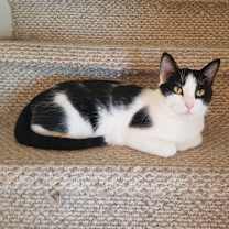 Thumbnail photo of Devitt #1