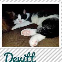 Thumbnail photo of Devitt #2