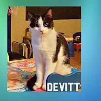 Thumbnail photo of Devitt #3