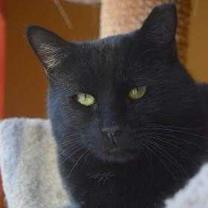 Thumbnail photo of Spriggon #1