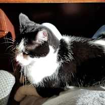 Thumbnail photo of Phoebe #1