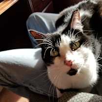 Thumbnail photo of Phoebe #2