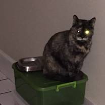 Thumbnail photo of Millie #1