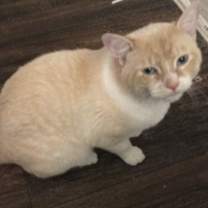 Thumbnail photo of Marshmallow  #1