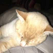 Thumbnail photo of Marshmallow  #4