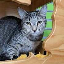 Thumbnail photo of Lavinia #1