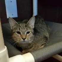 Thumbnail photo of Lavinia #2