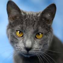 Thumbnail photo of Framboise #1