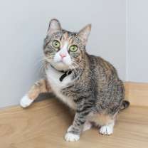 Thumbnail photo of Clover Leaf C15683 #1