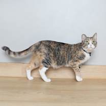 Thumbnail photo of Clover Leaf C15683 #3