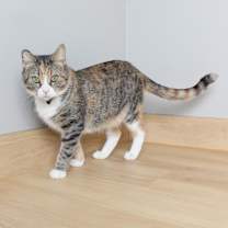 Thumbnail photo of Clover Leaf C15683 #4