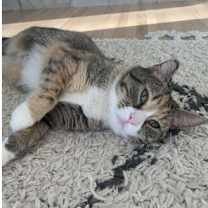 Thumbnail photo of Clover Leaf C15683 #2