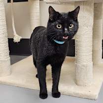 Thumbnail photo of ASTER #1