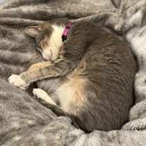 Thumbnail photo of Dust Bunny #1