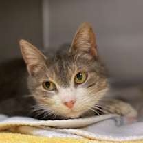 Thumbnail photo of Dust Bunny #2