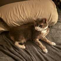 Thumbnail photo of Dust Bunny #3