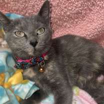 Thumbnail photo of Alice #1