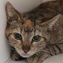 Thumbnail photo of Alice #3