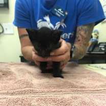 Thumbnail photo of Gigi #1