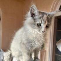 Thumbnail photo of Farrah #1