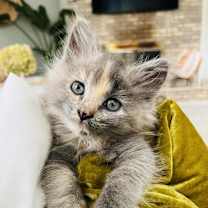 Thumbnail photo of Farrah #2