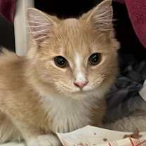 Thumbnail photo of Nilo #2