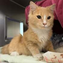 Thumbnail photo of Nilo #3