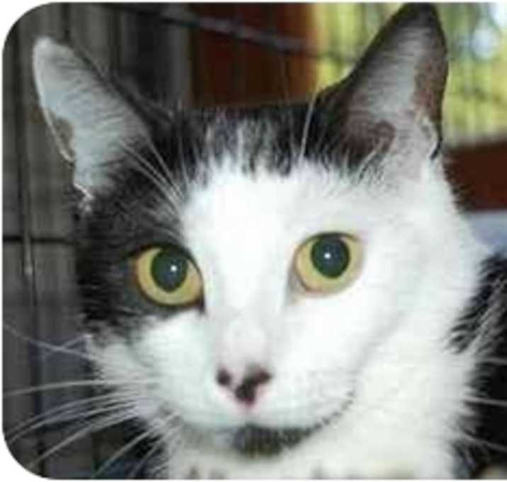 Photo of Button Nose