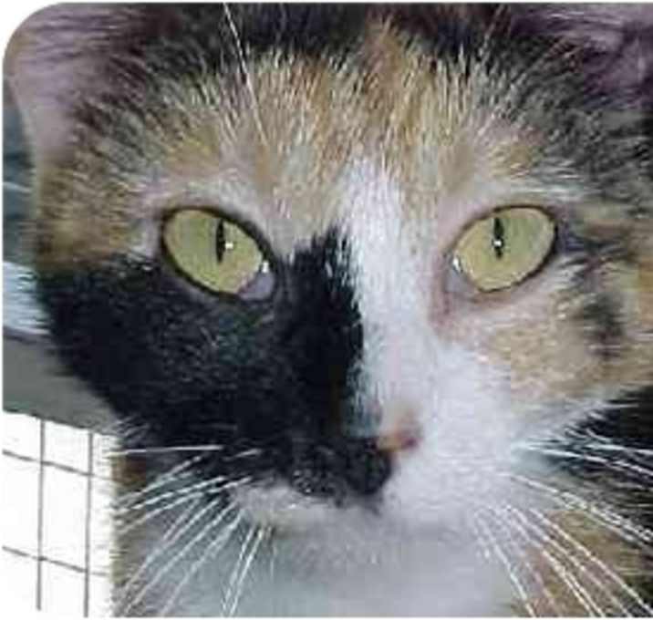 Photo of Mouse Patrol