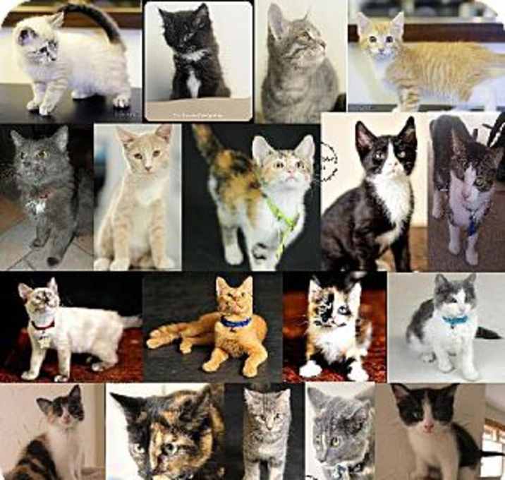 Photo of Cat/Kitten Fosters Needed