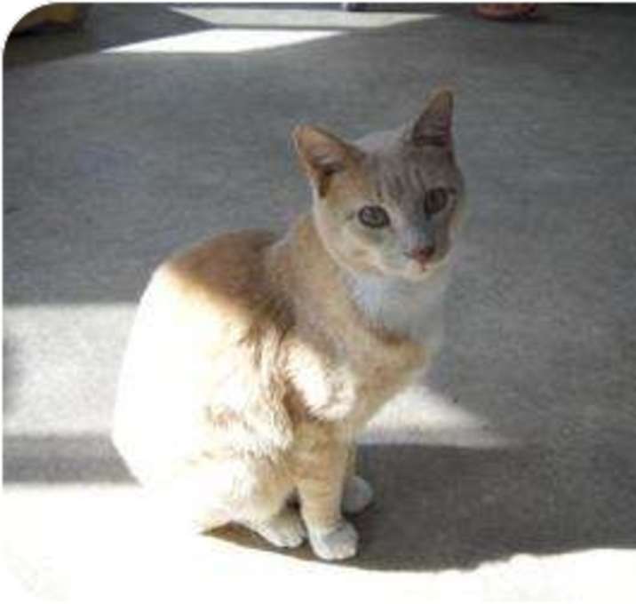 Photo of Butterscotch