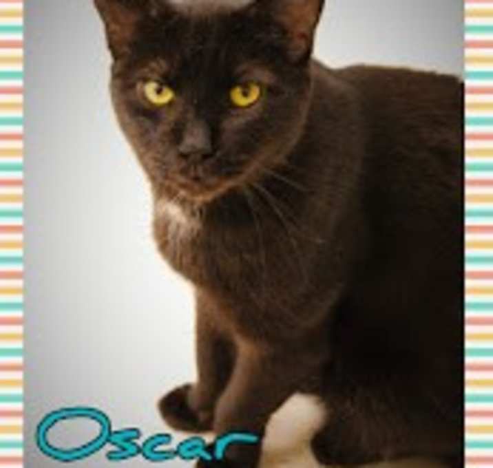 Photo of Oscar