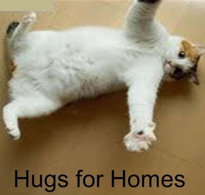 Photo of FOSTER / ADOPT Purry LOVE BUGS