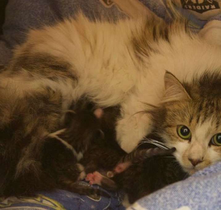 Photo of Mama Earp (aka Luna)