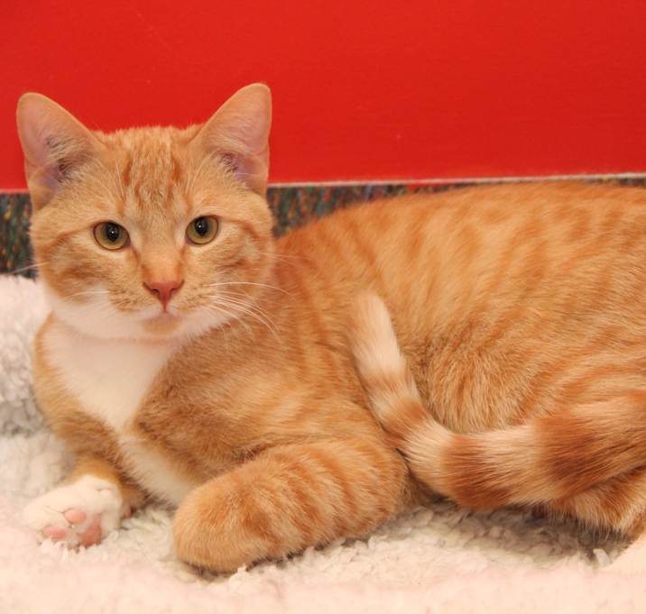 Photo of Emperor Kuzzo