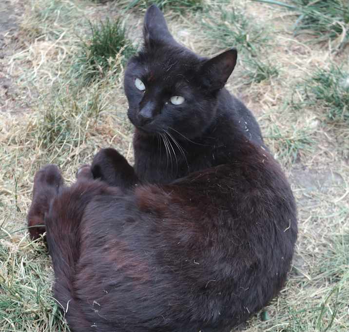 Photo of ALMOND EYES