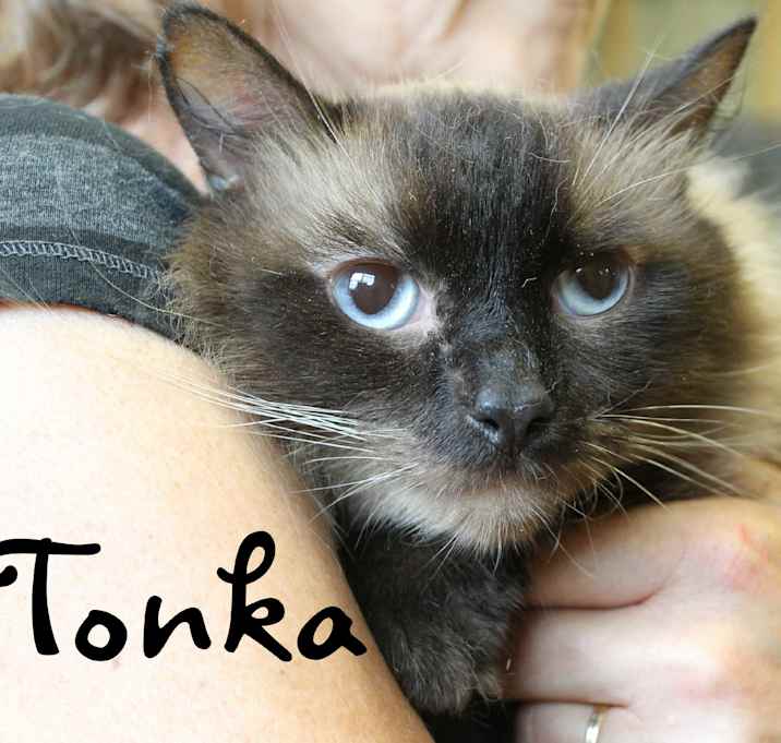 Photo of Tonka
