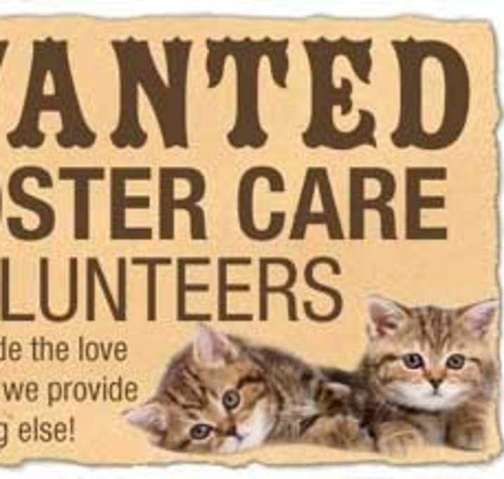 Photo of FOSTER HOME NEEDED