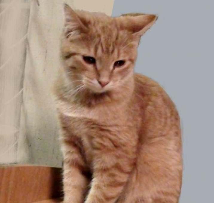 Photo of Butterscotch