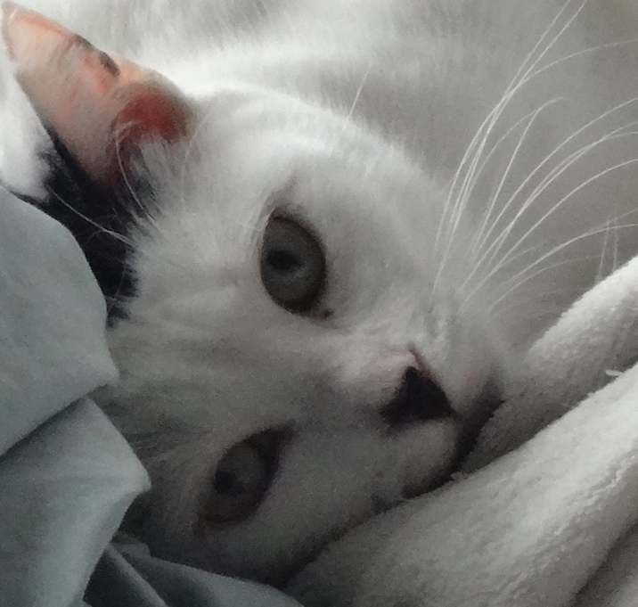 Photo of Sweetheart Monique -