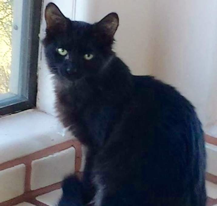 Photo of Pepper - with two white toes