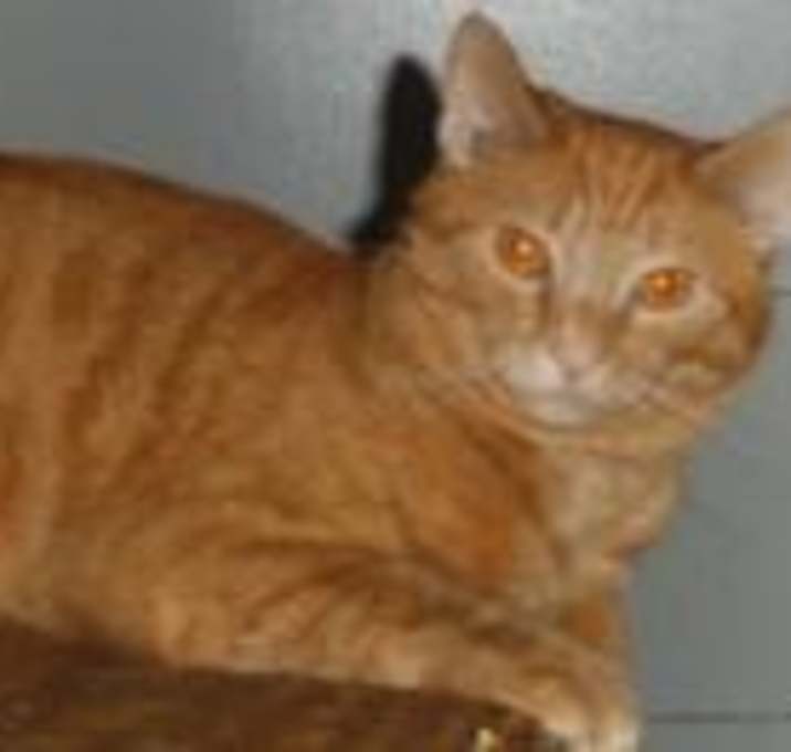 Photo of Goodie and Two Shoes