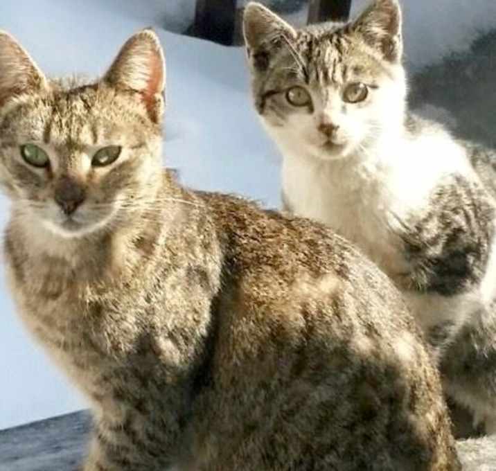 Photo of Furbabies Need Homes ASAP!!!