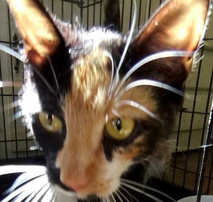 Photo of Cindy (Lou Who)