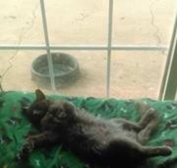 Photo of Hailey ADULT FEMALE